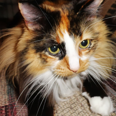My beautiful long-hair calico cat Mitty being cute and looking intently toward off to the bottom-right side of the camera when I was playing with her. She looks like she's about to get up to be closer to the camera