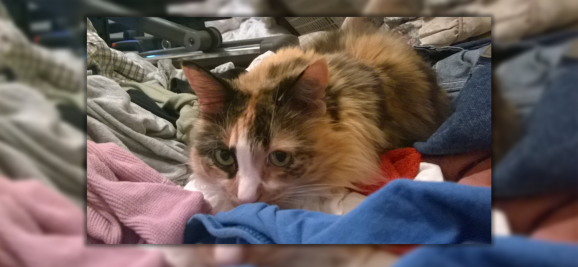 My beautiful long-hair calico cat Mitty laying down in the clean clothes pile with her eyes wide open looking toward the camera but off to the left side. I added a blur effect behind the image so it looks cooler.